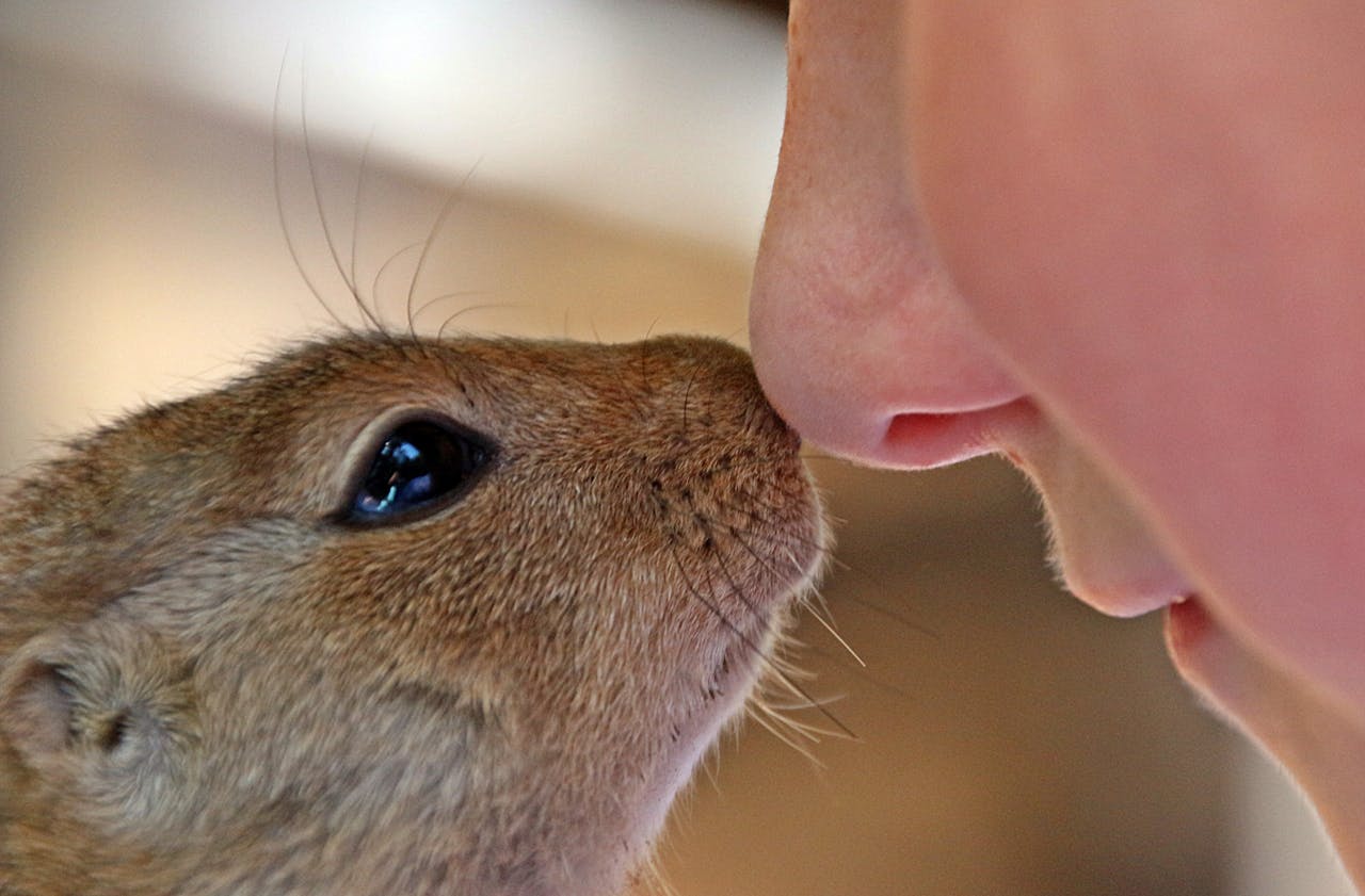 gallery-05 A heartwarming close-up of a young squirrel and a human nose sharing a gentle moment.